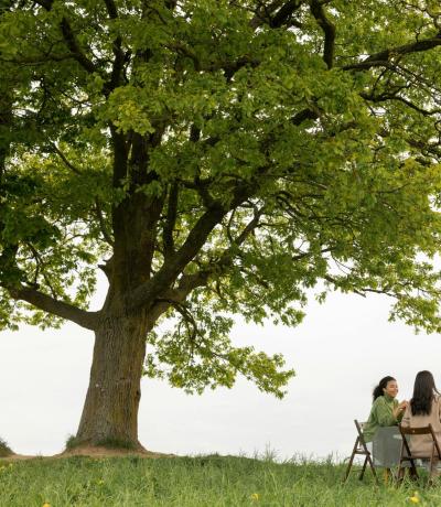 Vier Freunde lächeln unter einem großen Baum, genießen ein friedliches Picknick.