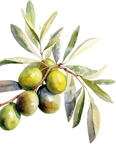 Illustrazione di olive verdi su un ramo con foglie, in stile acquerello.